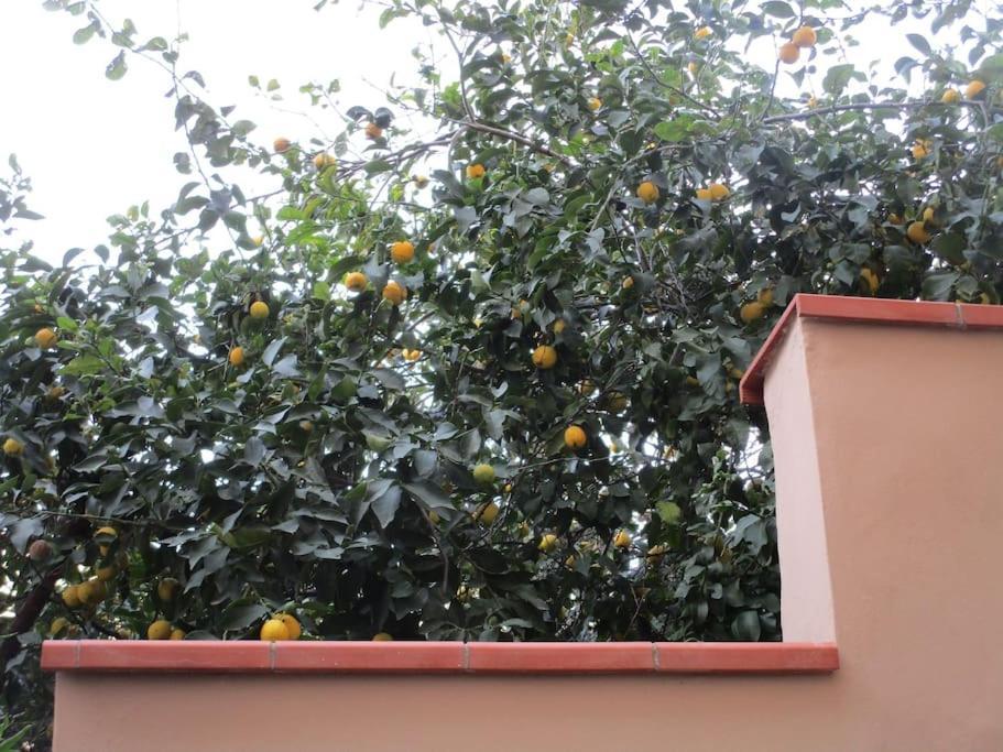Apartamento Il Piccolo Eden - Private Garden Livorno Exterior foto